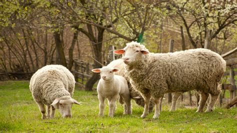 lamb in tagalog|lamb in English .